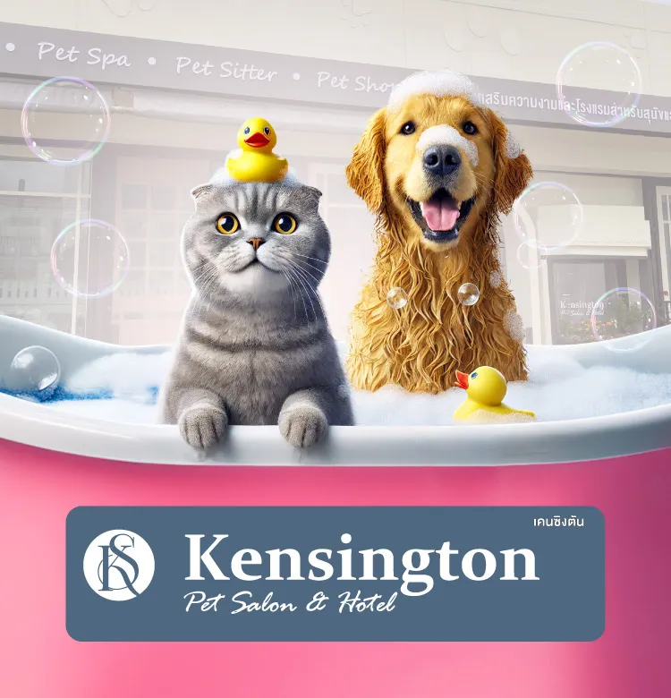 Kensington 2024 Resize 750x780 Px Cover Mobile